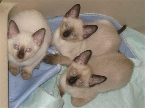 siamese kittens for sale orlando fl